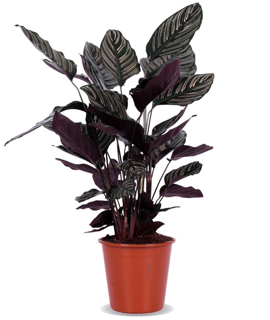 Calathea Ornata