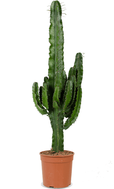Cactus Euphorbia (L)